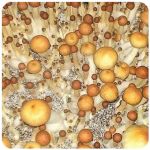 Псилоцибиновые (галлюциногенные) грибы в Улан-Удэ Psilocybin "Golden Teacher" Псилоцибиновые (галлюциногенные) грибы в Улан-Удэ Psilocybin "Golden Teacher"