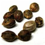 Семена марихуаны АК-47  (Seeds AK-47) в Улан-Удэ